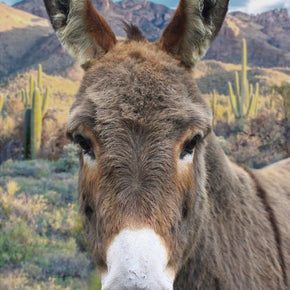 Call of the Wild by Hoffman Panel, Donkey