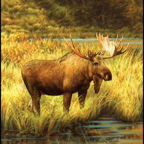 Majestic Moose by Penny Rose